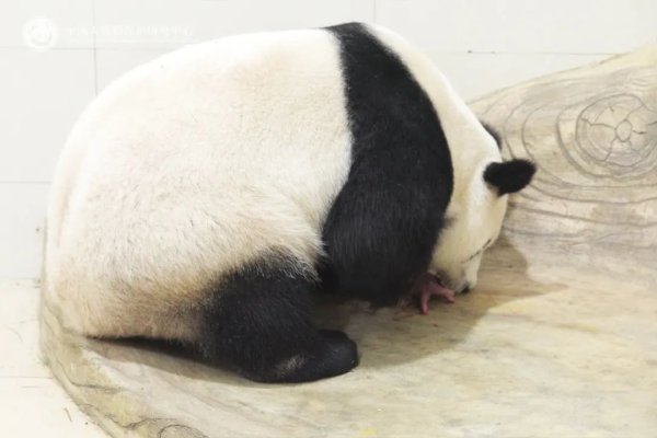 广盛配资 中国大熊猫保护研究中心2025年首只大熊猫幼崽诞生